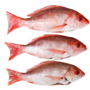 Red Snapper
