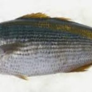 Whole Butter Fish